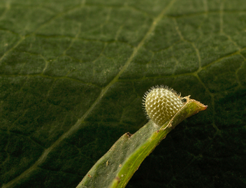 Red-spotted Purple egg